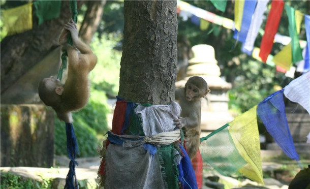 Непал: Посчитанные обезьяны и отдыхающий Будда