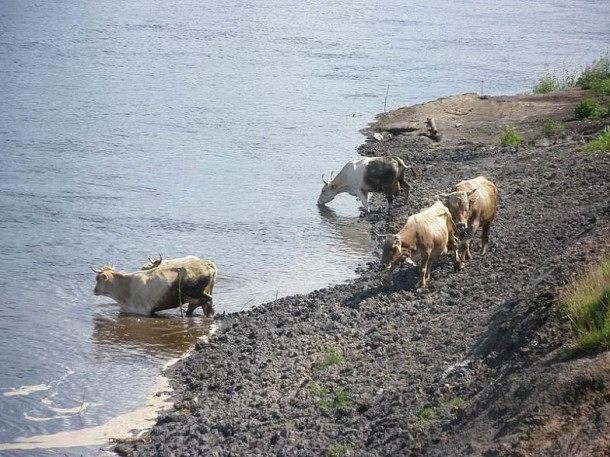 Мантурово, Костромская область