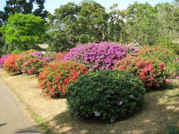 Peradeniya. Royal Botanic Gardens. Часть 1.