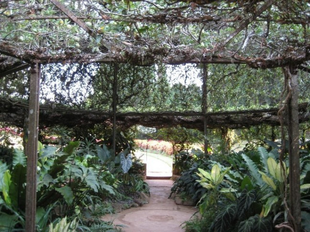 Peradeniya. Royal Botanic Gardens. Часть 1.