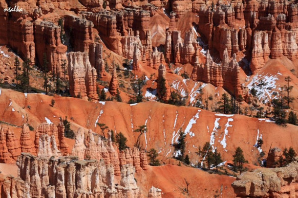 Bryce canyon.. It is a hell of a place to lose a cow