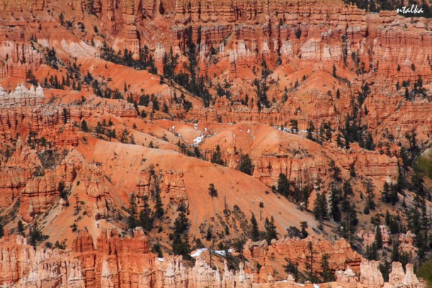 Bryce canyon.. It is a hell of a place to lose a cow