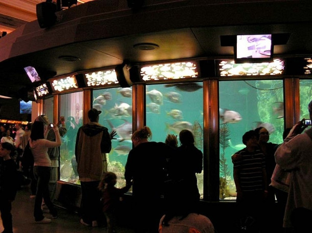 Chicago. Shedd Aquarium.