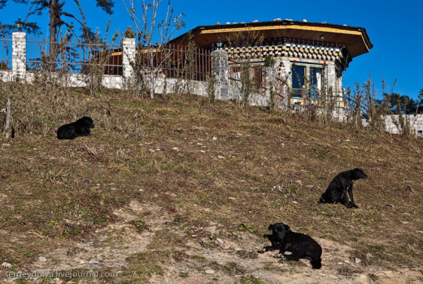 Бутанские дороги, еда и собаки