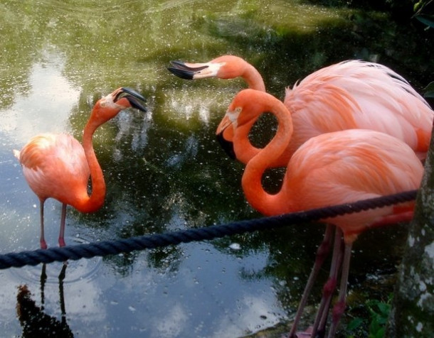 Flamingo Gardens, Davie, FL