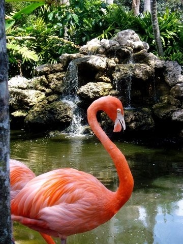 Flamingo Gardens, Davie, FL
