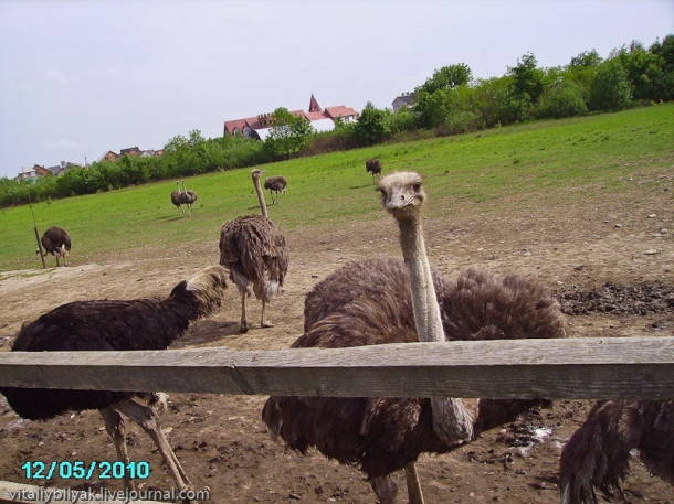 Как страусы мигрировали в Карпаты :-) 