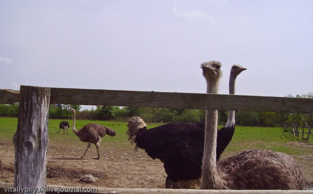 Как страусы мигрировали в Карпаты :-) 