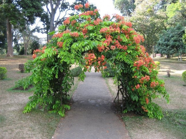 Peradeniya. Royal Botanic Gardens. Часть 2