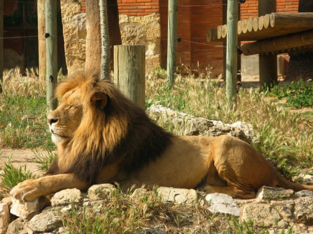 Лиссабонский зоопарк