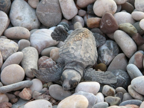 Все-все, что я знаю про черепах Caretta-Caretta:)